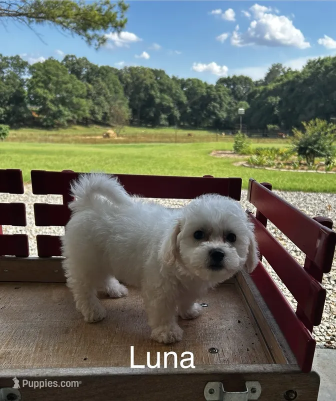 Luna – Bichon Frise puppy for sale in Montezuma, GA