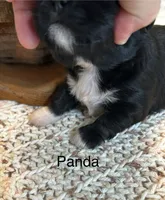 Panda, a female Lhasa Apso for sale in Montezuma, GA – 3 of 4
