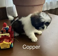 Copper, a male Lhasa Apso for sale in Montezuma, GA – Photo 2 of 3
