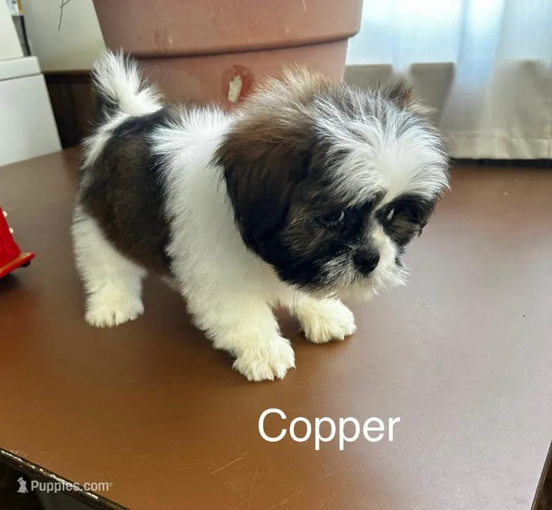 Copper – Lhasa Apso puppy for sale in Montezuma, GA