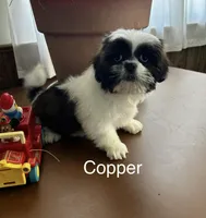 Copper, a male Lhasa Apso for sale in Montezuma, GA – Photo 3 of 3