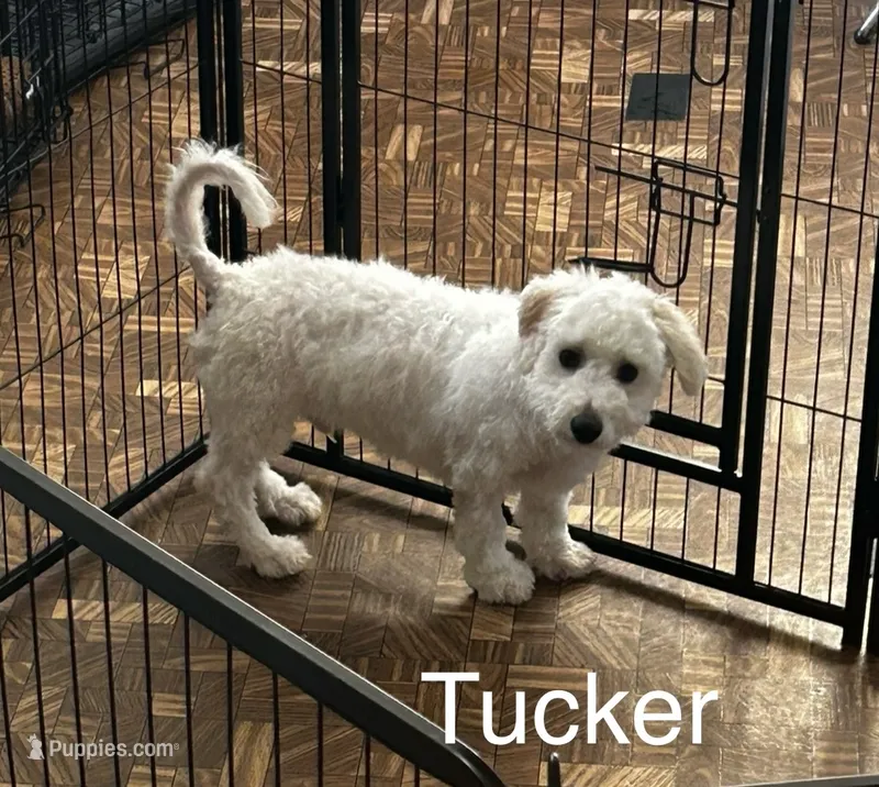 Tucker – Bichon Frise puppy for sale in Montezuma, GA
