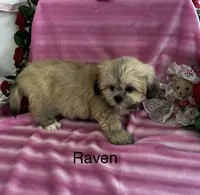 Raven, a female Lhasa Apso for sale in Montezuma, GA – 2 of 2