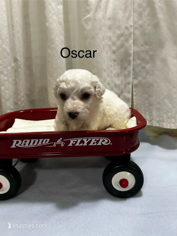 Oscar – Bichon Frise puppy for sale in Montezuma, GA