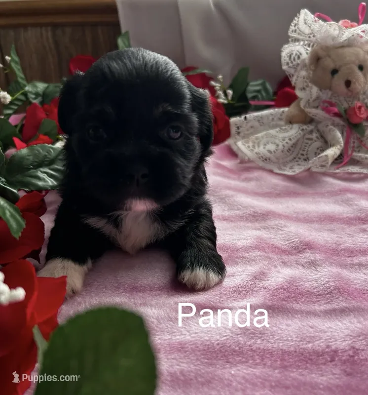 Panda – Lhasa Apso puppy for sale in Montezuma, GA