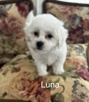 Luna, a female Bichon Frise for sale in Montezuma, GA – 2 of 5