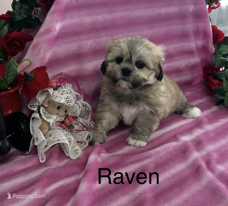 Raven – Lhasa Apso puppy for sale in Montezuma, GA