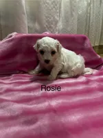 Rosie, a female Bichon Frise for sale in Montezuma, GA – 2 of 2