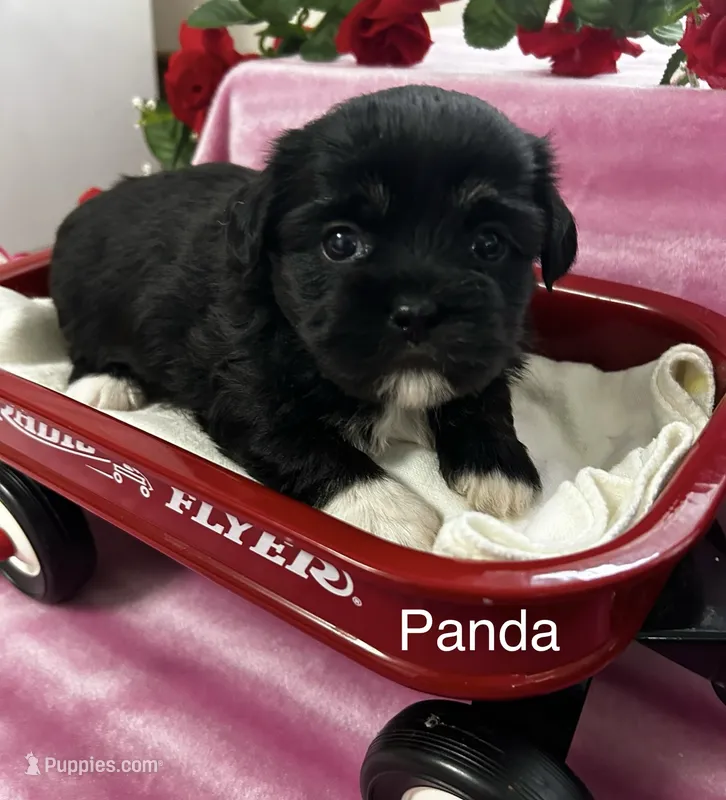 Panda – Lhasa Apso puppy for sale in Montezuma, GA
