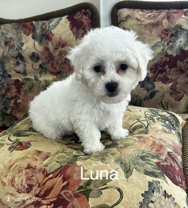 Luna – Bichon Frise puppy for sale in Montezuma, GA