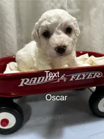Oscar, a male Bichon Frise for sale in Montezuma, GA – 2 of 2