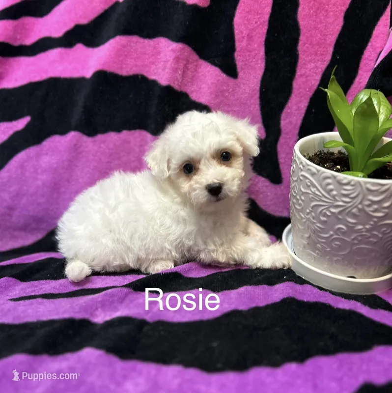 Rosie – Bichon Frise puppy for sale in Montezuma, GA