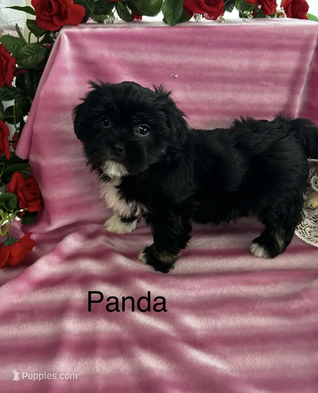 Panda – Lhasa Apso puppy for sale in Montezuma, GA