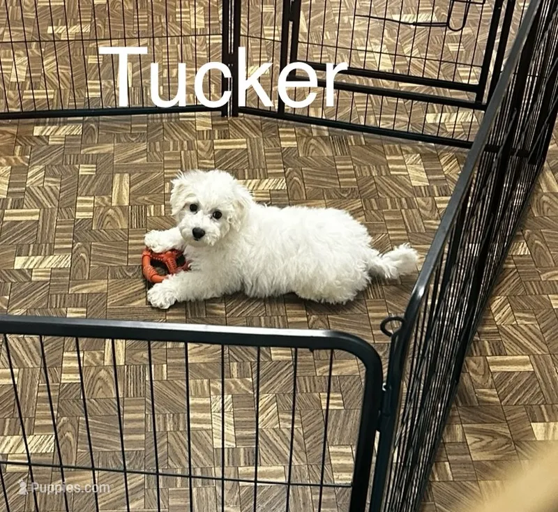Tucker – Bichon Frise puppy for sale in Montezuma, GA