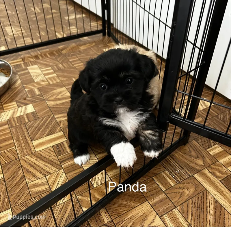 Panda – Lhasa Apso puppy for sale in Montezuma, GA