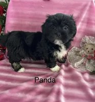 Panda, a female Lhasa Apso for sale in Montezuma, GA – 2 of 2