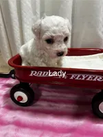 Lady, a female Bichon Frise for sale in Montezuma, GA – 2 of 2