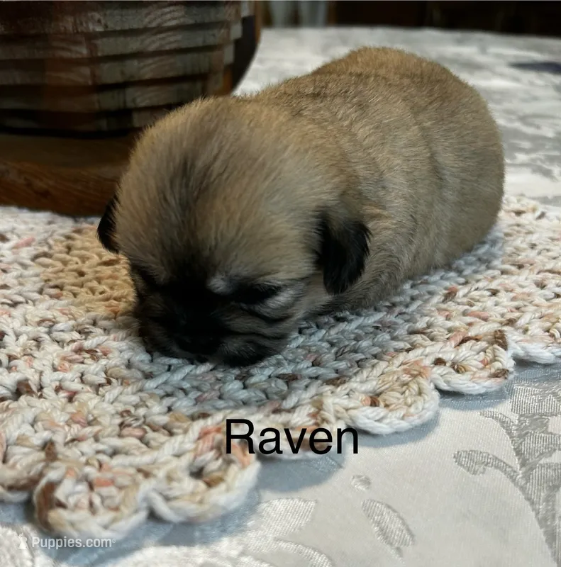 Raven – Lhasa Apso puppy for sale in Montezuma, GA