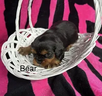 Bear., a male Cavalier King Charles Spaniel for sale in Montezuma, GA – Photo 2 of 3