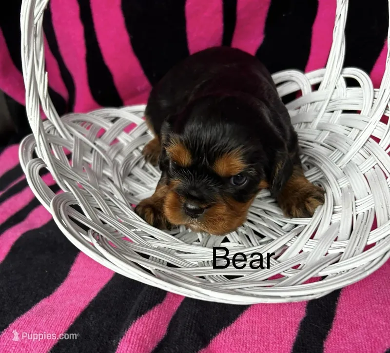 Bear. – Cavalier King Charles Spaniel puppy for sale in Montezuma, GA