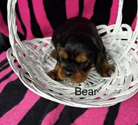 Bear., a male Cavalier King Charles Spaniel for sale in Montezuma, GA – Photo 1 of 3