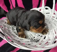 Bear., a male Cavalier King Charles Spaniel for sale in Montezuma, GA – Photo 3 of 3