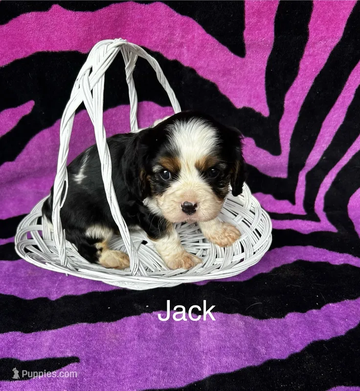 Jack – Cavalier King Charles Spaniel puppy for sale in Montezuma, GA