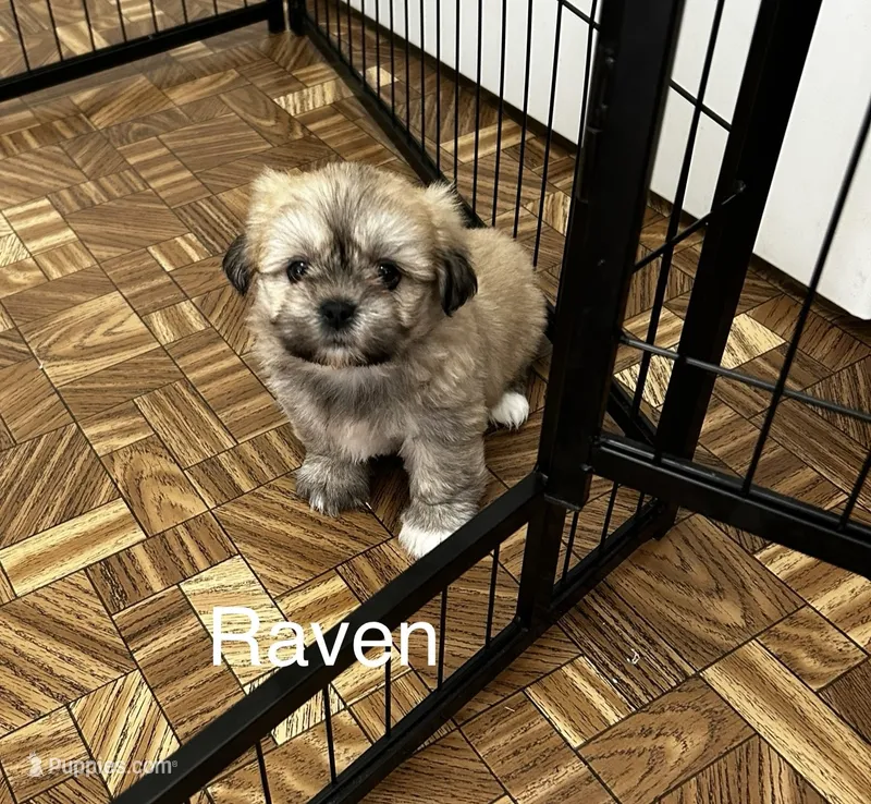 Raven – Lhasa Apso puppy for sale in Montezuma, GA