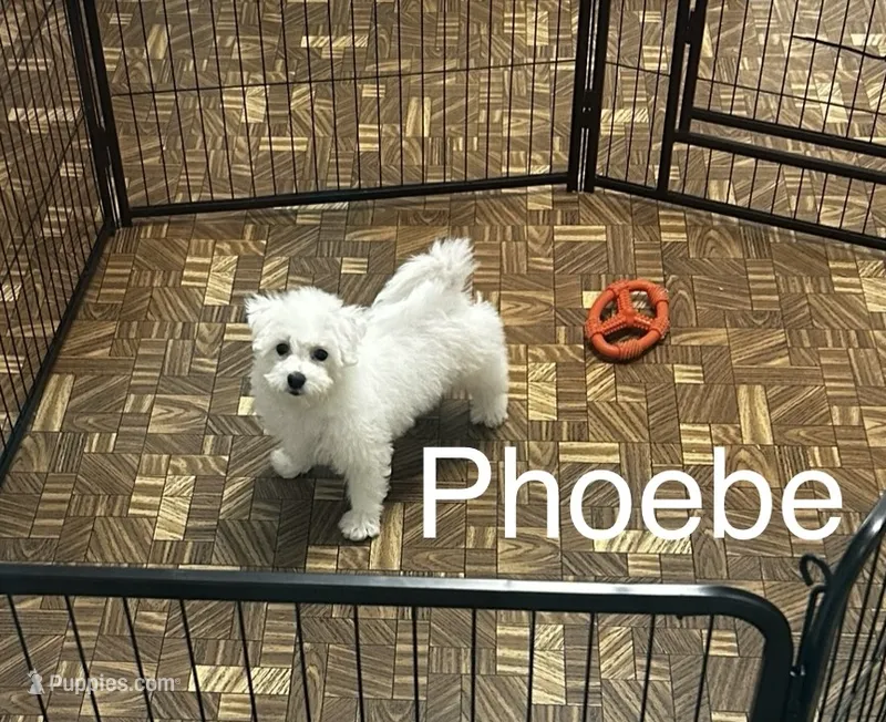 Phoebe – Bichon Frise puppy for sale in Montezuma, GA