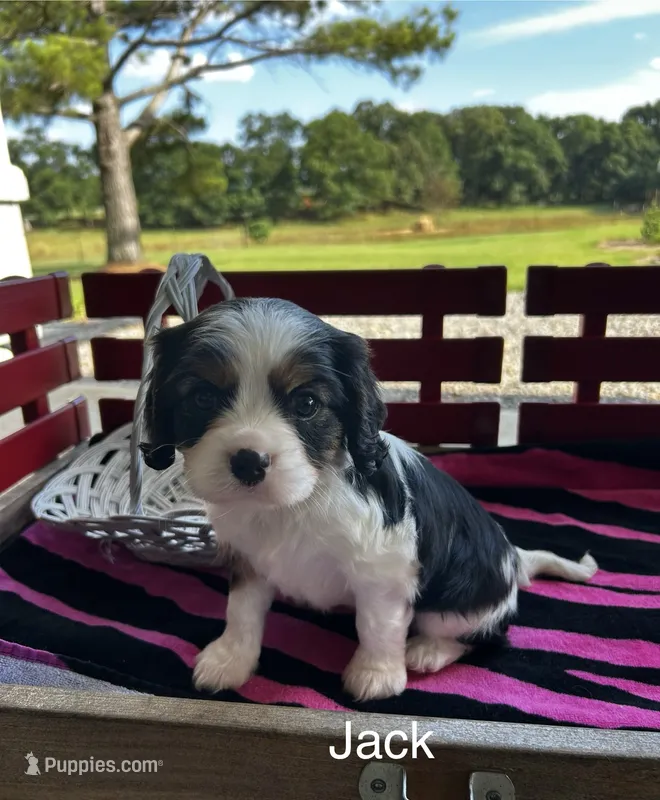 Jack – Cavalier King Charles Spaniel puppy for sale in Montezuma, GA