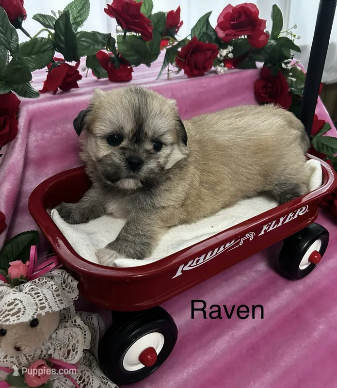 Raven – Lhasa Apso puppy for sale in Montezuma, GA