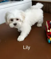 Lily, a female Lhasa Apso for sale in Montezuma, GA – Photo 2 of 5