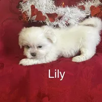 Lily, a female Lhasa Apso for sale in Montezuma, GA – Photo 4 of 5
