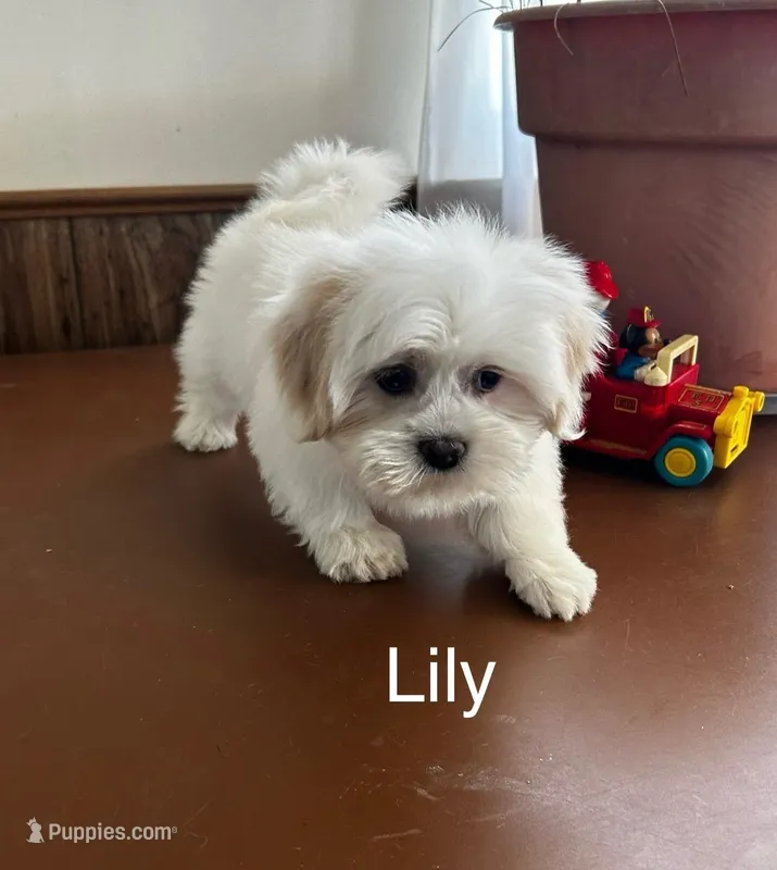 Lily – Lhasa Apso puppy for sale in Montezuma, GA