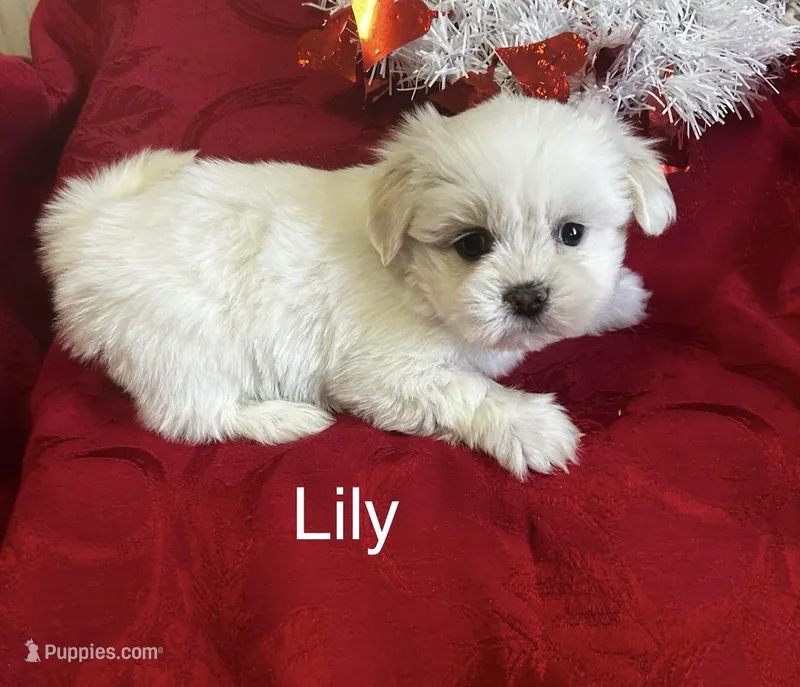 Lily