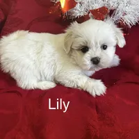Lily, a female Lhasa Apso for sale in Montezuma, GA – Photo 3 of 5