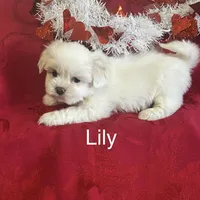 Lily, a female Lhasa Apso for sale in Montezuma, GA – Photo 5 of 5