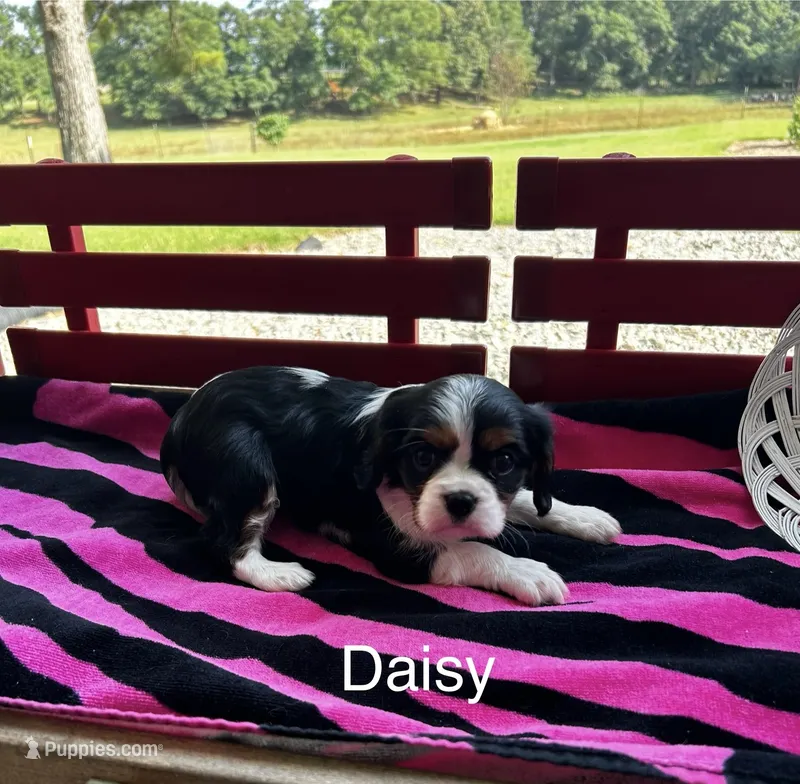 Daisy – Cavalier King Charles Spaniel puppy for sale in Montezuma, GA