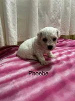 Phoebe, a female Bichon Frise for sale in Montezuma, GA – 1 of 2