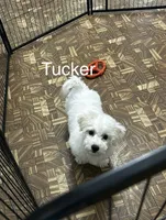 Tucker, a male Bichon Frise for sale in Montezuma, GA – 3 of 3
