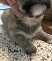 Raven, a female Lhasa Apso for sale in Montezuma, GA – 3 of 3