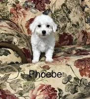 Phoebe, a female Bichon Frise for sale in Montezuma, GA – 1 of 2