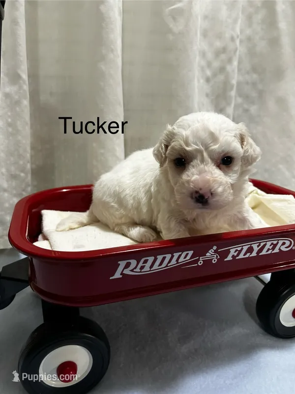 Tucker – Bichon Frise puppy for sale in Montezuma, GA
