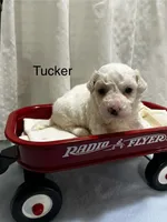 Tucker, a male Bichon Frise for sale in Montezuma, GA – 1 of 2