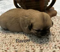 Raven, a female Lhasa Apso for sale in Montezuma, GA – 2 of 3