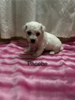 Phoebe, a female Bichon Frise for sale in Montezuma, GA – 2 of 2