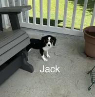 Jack, a male Cavalier King Charles Spaniel for sale in Montezuma, GA – 1 of 2