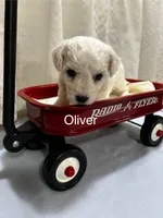 Oliver., a male Bichon Frise for sale in Montezuma, GA – 2 of 2