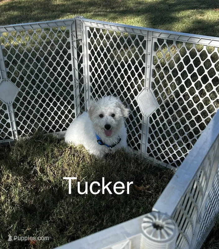 Tucker – Bichon Frise puppy for sale in Montezuma, GA
