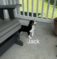 Jack, a male Cavalier King Charles Spaniel for sale in Montezuma, GA – 2 of 2